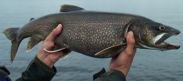A person holding a lake trout
