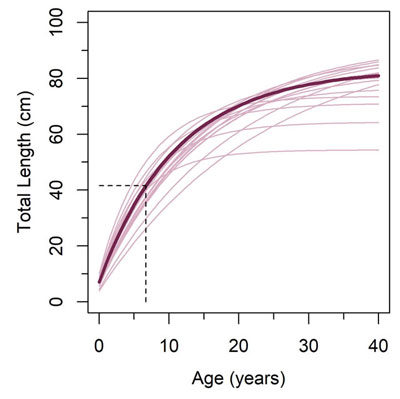 Length at age curves for lake trout in Fisheries Management Zone 11, with the total length in centimetres on the y axis and age on the x axis.