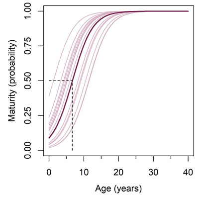 Age of maturity curves for lake trout in Zone 11, with the probability of maturity on the y axis and the age on the x axis.
