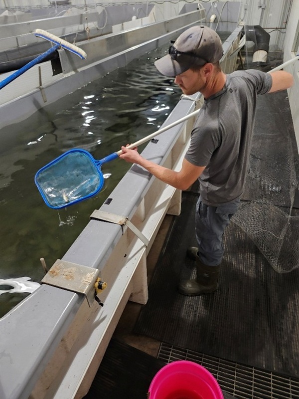 Un travailleur en aquaculture se tient à côté d’un système d’aquaculture et recueille les mortalités à l’aide d’une épuisette.