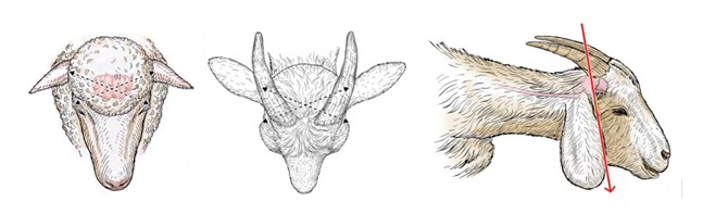 Illustration montrant trois vues d’une tête de mouton et deux têtes de chèvre, ainsi que des détails anatomiques concernant la cible et l’angle de pénétration. Sur la première image d’un mouton (à gauche) et la seconde image d’une chèvre (au centre), on voit une ligne qui part du coin extérieur de chaque œil et se rend jusqu’à la base de l’oreille opposée, ainsi que le point d’intersection de ces deux lignes. Sur la troisième image (à droite), on voit un profil latéral d’une tête de chèvre dotée de cornes, ainsi qu’une flèche rouge pointant vers le bas, depuis la corne vers la mâchoire, afin d’illustrer l’angle de pénétration recherché.