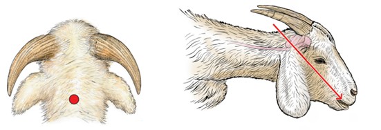 Illustration sur laquelle on peut voir deux vues d’une tête de chèvre dotée de cornes. L’image de gauche montre une vue de dessus de la tête de la chèvre et comporte un point rouge situé à michemin entre les deux oreilles. L’image de droite est un profil latéral de la tête de chèvre dotée de cornes. On y voit une flèche rouge en diagonale qui part du point rouge et passe par la bouche.
