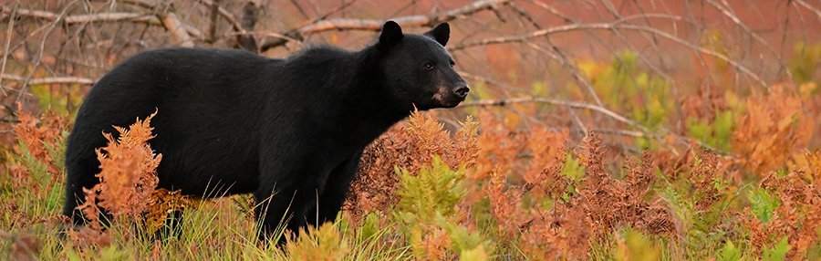 Black bear surrounded by fall coloured vegetation in a forest