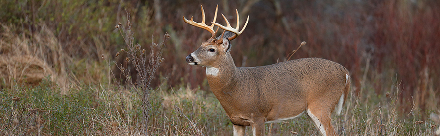 Un cerf dans la forêt