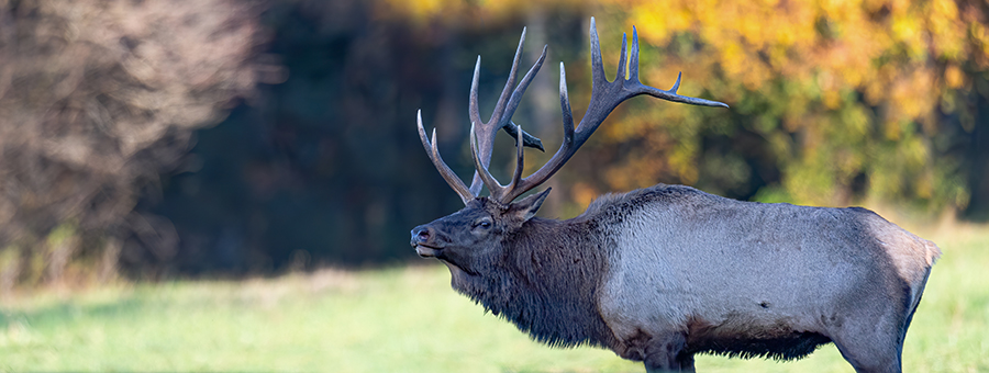 Elk on grassy land outside a forest