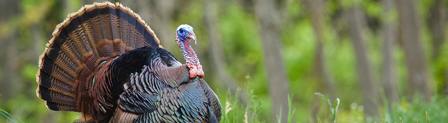 Une dinde sauvage dans la forêt