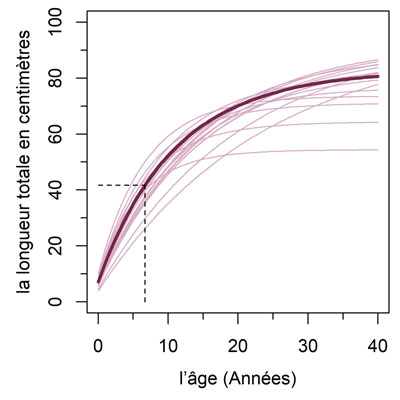Courbes de longueur et d’âge du touladi dans la Zone de gestion des pêches 11 indiquant la longueur totale en centimètres en axe y et l’âge en axe x.