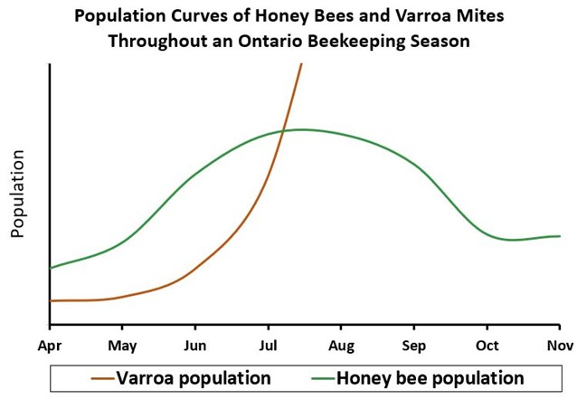 varroa mite population curve (without treatment or intervention) in relation to a honey bee population curve over a typical Ontario beekeeping season