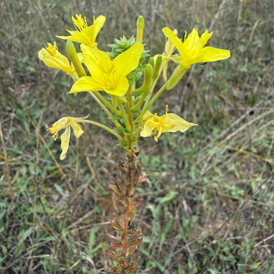 A photograph of a Cleland’s Evening-primrose