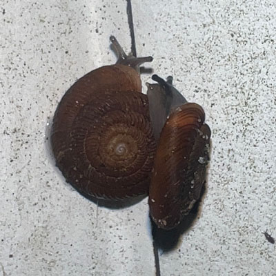 A photograph of a Domed Disc