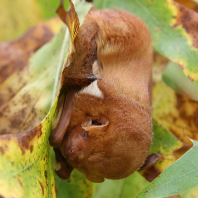 A photograph of an Eastern Red Bat