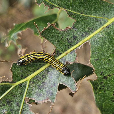 A photograph of a Finlayson’s Oakworm Moth