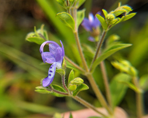 A photograph of a Forked Bluecurls