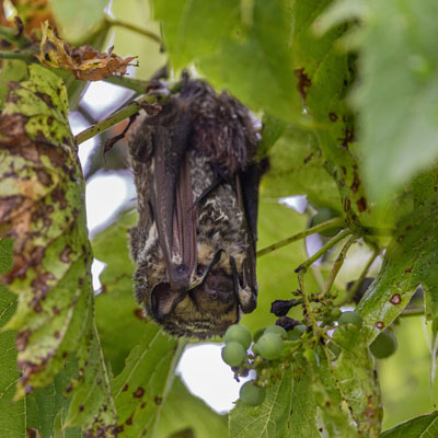 A photograph of a Hoary Bat