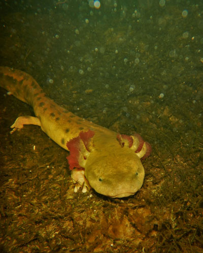 A photograph of a Mudpuppy