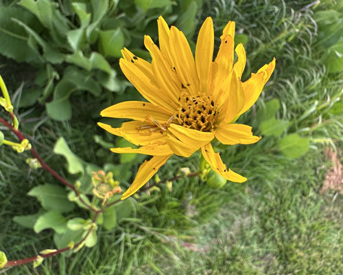 A photograph of a Prairie-dock