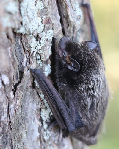 A photograph of a Silver-haired Bat