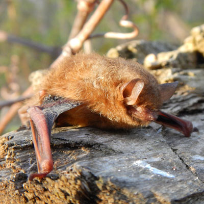 A photograph of Tri-colored Bat