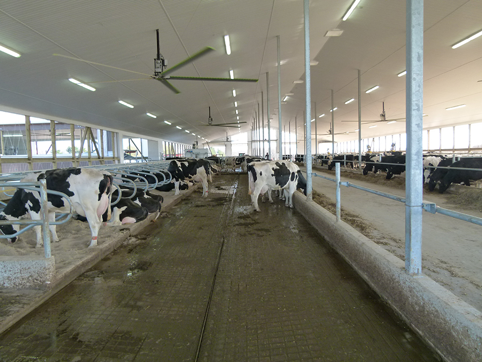 Figure 11 shows dairy cows roaming freely in a barn with a very large ceiling fan overhead.