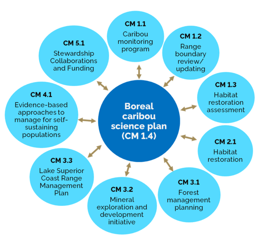 Figure 1. Boreal Caribou Knowledge Plan (BCKP) links to other Conservation Measures (CMs) in the Canada-Ontario Caribou Conservation Agreement (CCA).