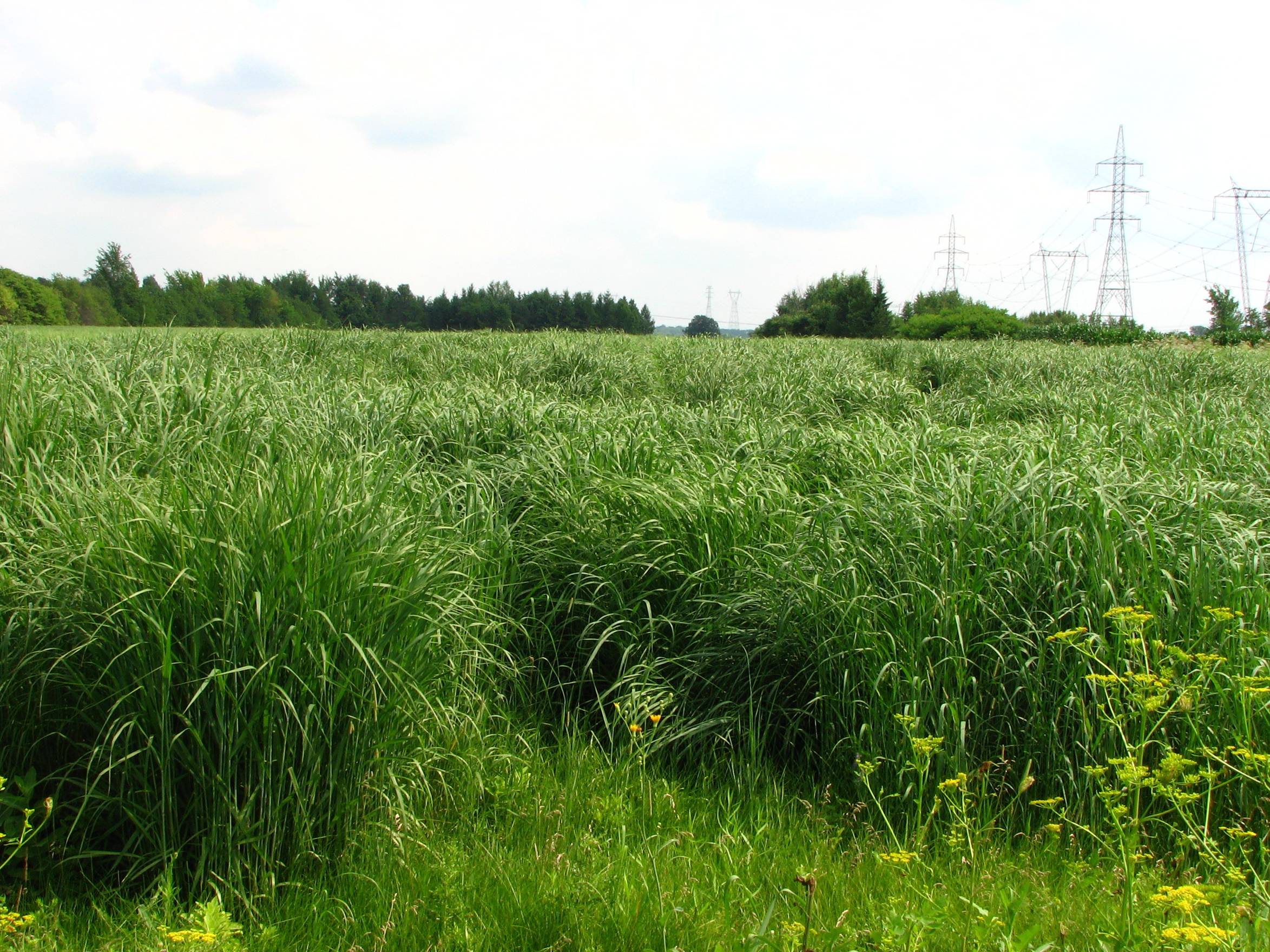 un champ de panic raide