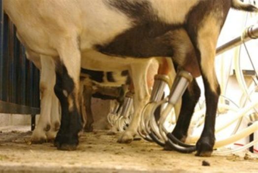 A milking system on dairy goats