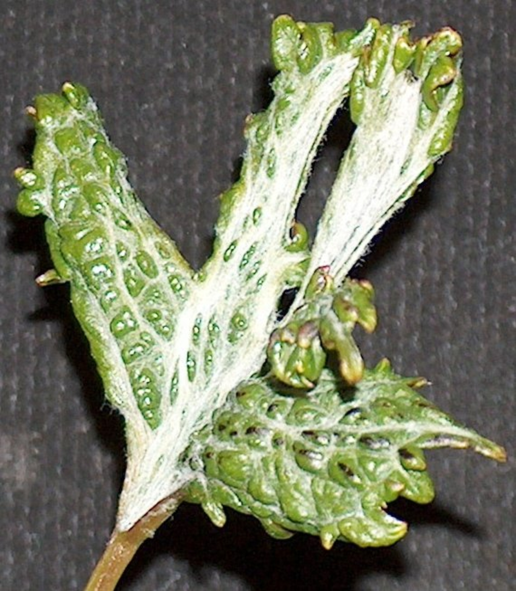 2,4-D drift damage on grape leaves. Green leaf with obvious white bleaching damage starting at the stem and stretching across the mid vein and veins in the leaf. Leaf looks stretched and misshapen. 