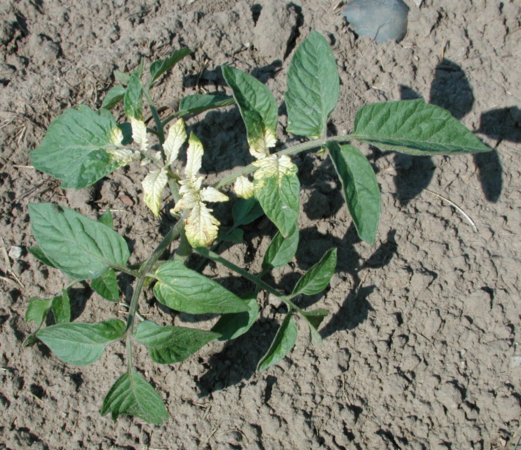 Tomato plant with glyphosate damage. Green tomato plant with bleached white leaves at the centre of the plant.