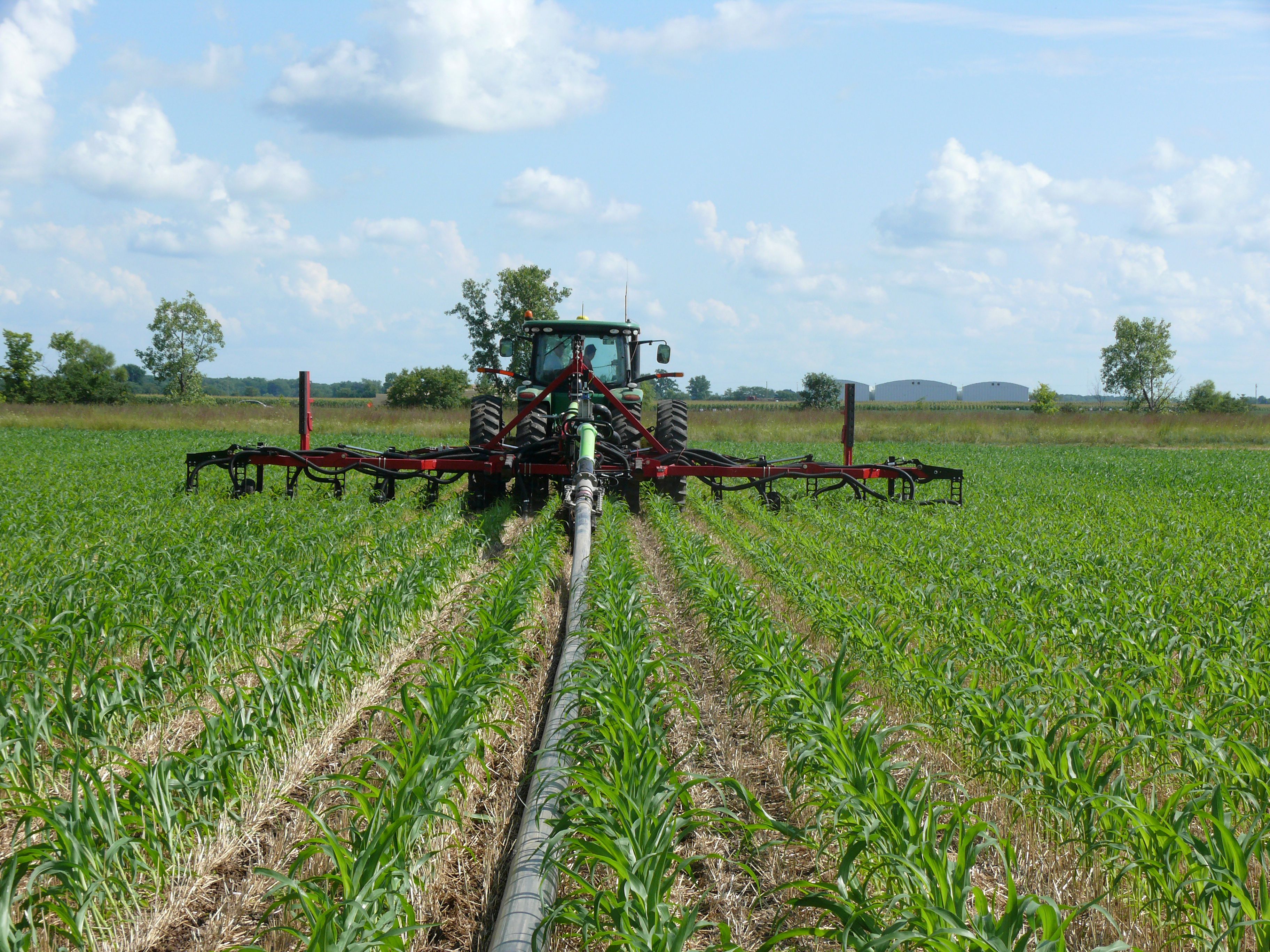 un tracteur vu de l’arrière qui tire un boyau d’entraînement et une barre d’attelage, et épand du fumier liquide dans un champ de maïs en croissance mesurant environ 40 centimètres de hauteur