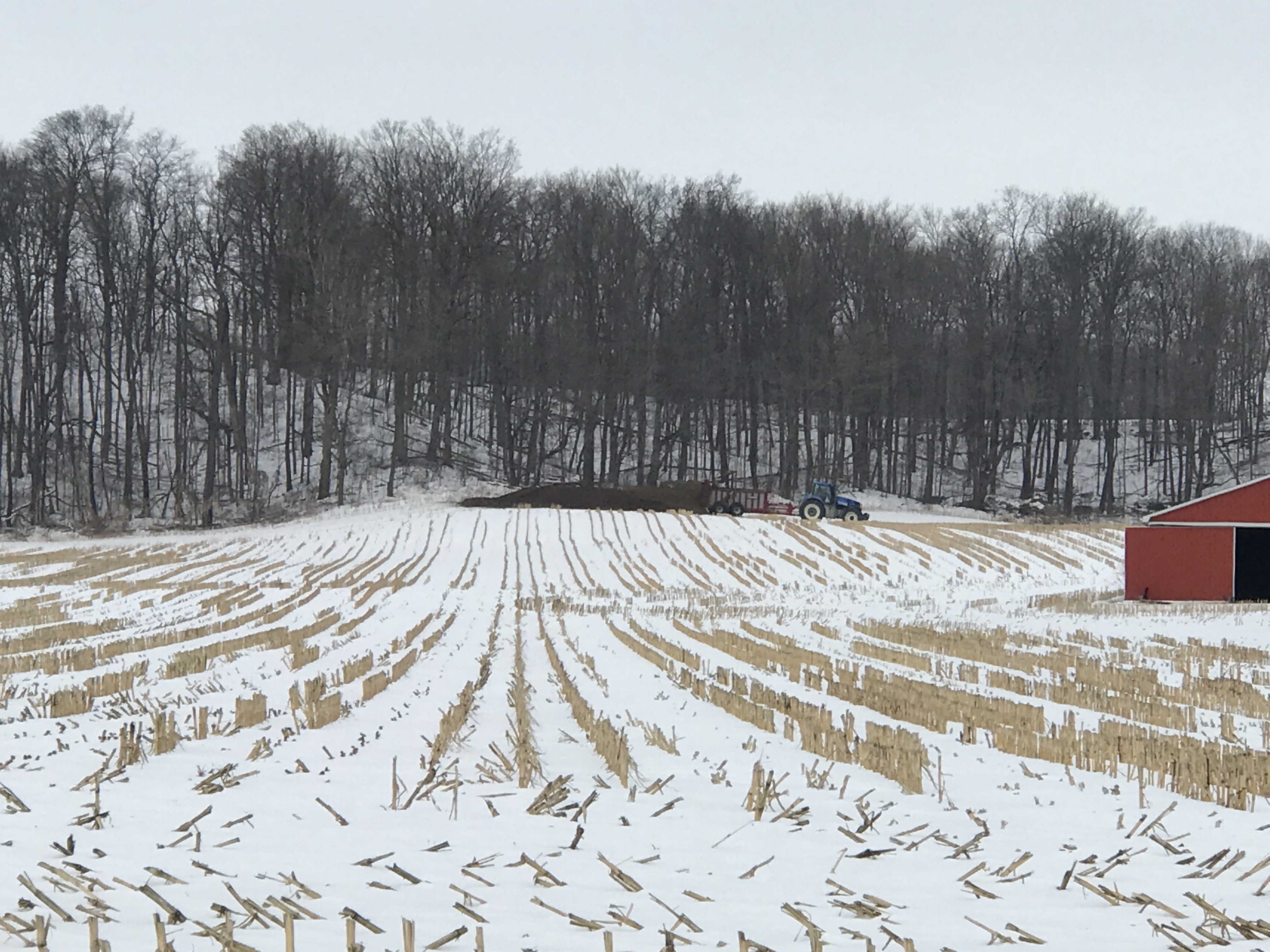 un tracteur qui décharge du fumier solide en tas sur un champ enneigé couvert de chaume de maïs avec boisé en arrière-plan