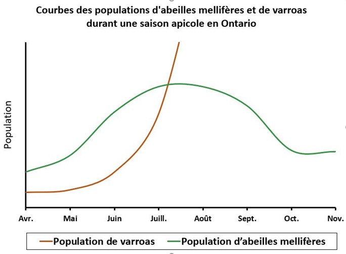 Courbe de la population de varroas (sans traitement ou intervention) par rapport à la courbe de la population d’abeilles mellifères au cours d’une saison apicole normale en Ontario