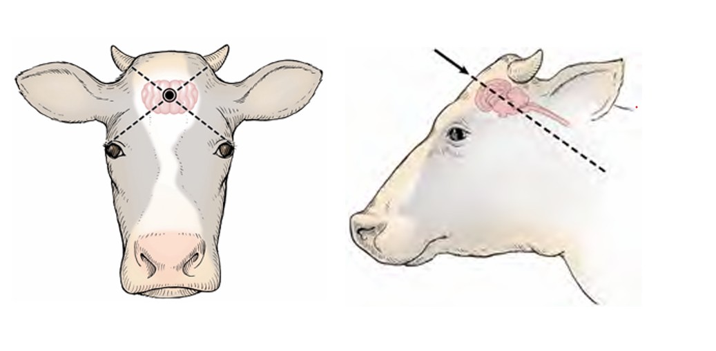 Illustration montrant deux vues d’un bovin avec les détails anatomiques reliés à l’endroit et à l’angle de pénétration pour euthanasier un bovin. L’image de gauche présente une vue de face de la tête d’une vache avec une zone de cible mise en évidence au centre du front de l’animal, située à l’intersection de deux lignes pointillées dessinées à partir de chaque corne, vers l’œil opposé. L’image de droite montre une vue latérale de la tête d’une vache avec la même zone de cible mise en évidence et une flèche indiquant l’angle de pénétration vers l’arrière et vers le bas dans le cerveau.