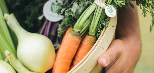 A hand holding a basket of fresh Ontario produce