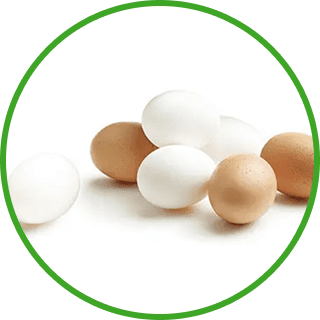 image d'oeufs