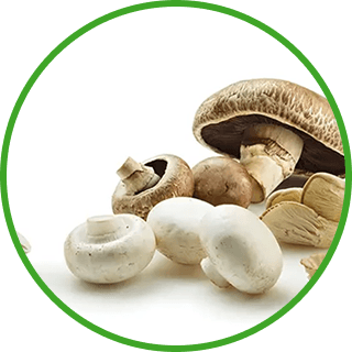 Image de Champignons